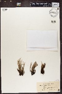 Cladonia cornuta image