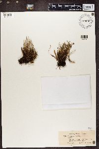 Cladonia cornuta image