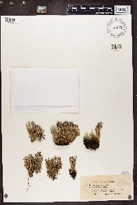 Cladonia crispata image