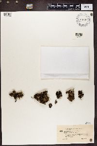 Cladonia pleurota image