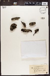 Cladonia pleurota image