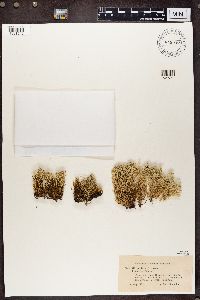 Cladonia uncialis image