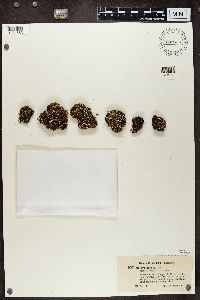 Cladonia pyxidata image