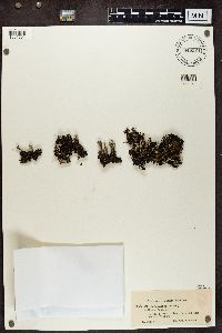 Cladonia chlorophaea image