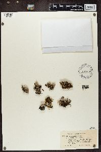 Cladonia chlorophaea image