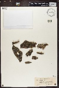 Cladonia botrytes image