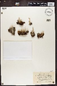 Cladonia fimbriata image