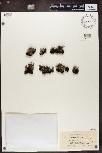 Cladonia crispata image