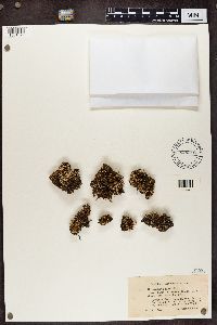 Cladonia crispata image