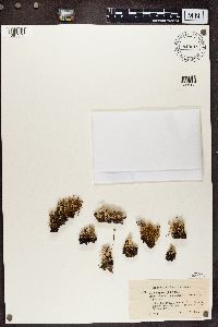 Cladonia crispata image