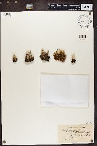 Cladonia crispata image