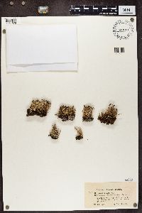 Cladonia crispata image