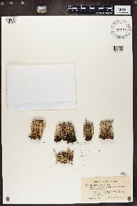 Cladonia crispata image