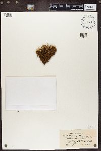 Cladonia crispata image