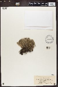 Cladonia portentosa image