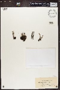 Cladonia chlorophaea image