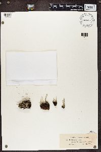 Cladonia deformis image