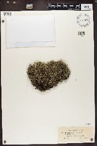 Cladina arbuscula subsp. mitis image
