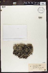 Cladina arbuscula subsp. mitis image