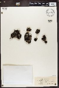 Cladonia pleurota image