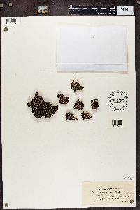 Cladonia caespiticia image