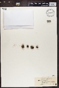 Cladonia subcariosa image