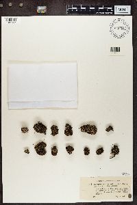 Cladonia verticillata image