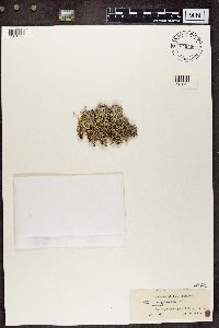 Cladonia rangiferina image