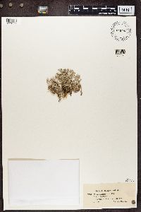 Cladonia rangiferina image