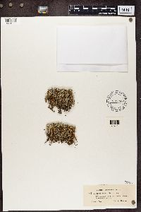 Cladina arbuscula subsp. mitis image