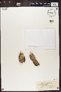 Cladonia digitata image