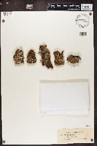 Cladonia digitata image