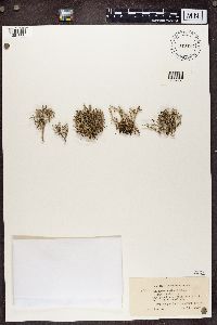 Cladonia furcata image