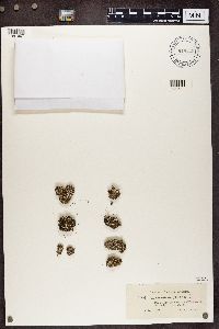 Cladonia decorticata image