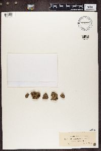 Cladonia peziziformis image