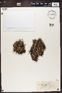 Cladonia chlorophaea image