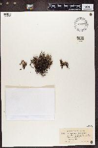 Cladonia phyllophora image