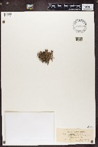 Cladonia furcata image