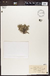 Cladonia portentosa image