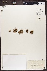 Cladonia verticillata image