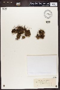 Cladonia uncialis image