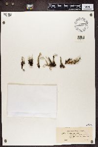 Cladonia deformis image