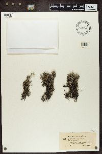 Cladonia rangiferina image