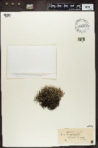 Cladonia rangiferina image