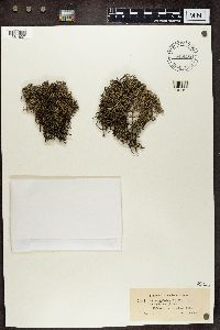 Cladonia rangiferina image
