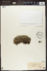 Cladina arbuscula subsp. mitis image