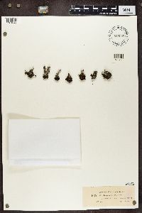 Cladonia pleurota image