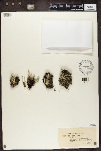 Cladonia sulphurina image