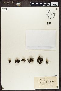 Cladonia deformis image