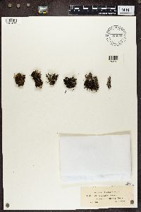 Cladonia chlorophaea image